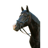 Mcalister Multibridle Competition Horse Bridle With Reins Black Or Brown