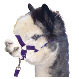 Alpaca Halter Headstall Head Stall + Lead Various Colours 