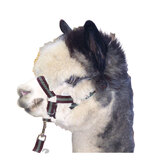 Alpaca Halter / Head+Stall And Lead Set Various Colours 