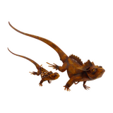 Set of 2 Lizards Firilled Neck Gecko Metal Rustic