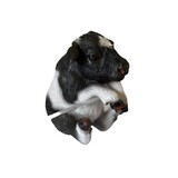 Cute Dairy Calf Pot Buddies Sitter Handcrafted 